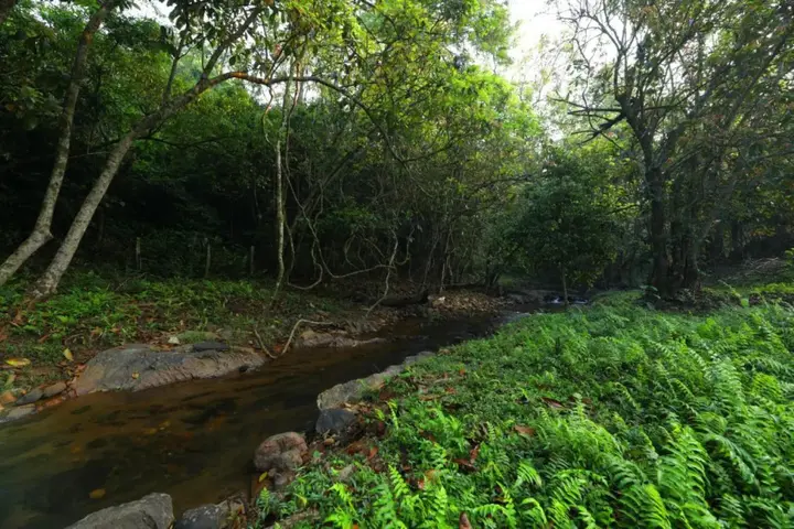 Велламундра: Abad Brookside Wayanad