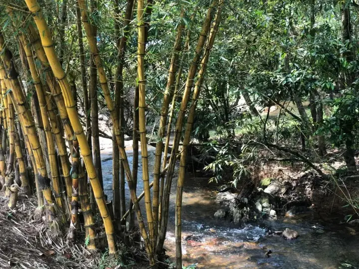 Велламундра: Abad Brookside Wayanad