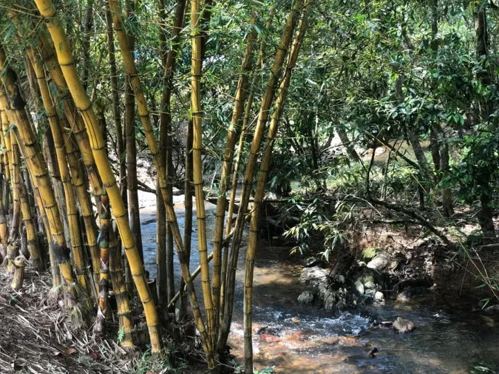 Велламундра: Abad Brookside Wayanad