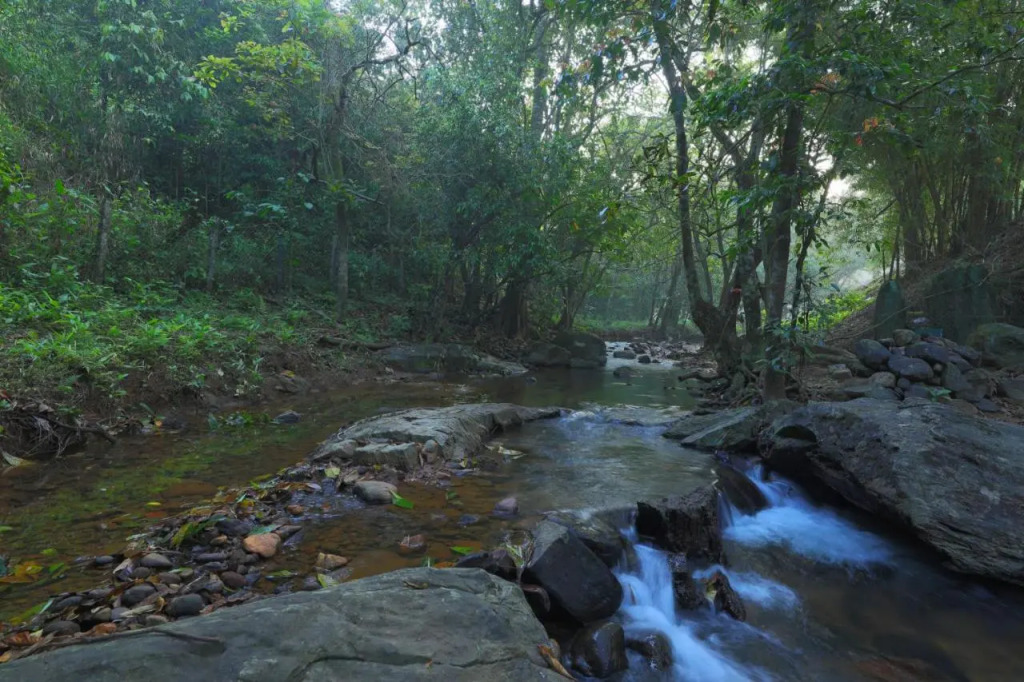 Велламундра: Abad Brookside Wayanad