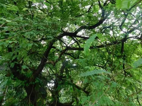 Коччи: Green Woods Bethlehem