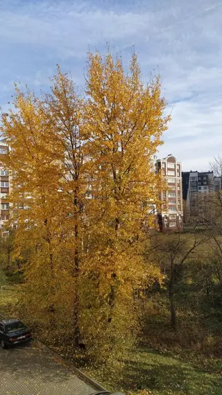 Зеленоградск: Апартаменты Сантарини