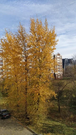 Зеленоградск: Апартаменты Сантарини