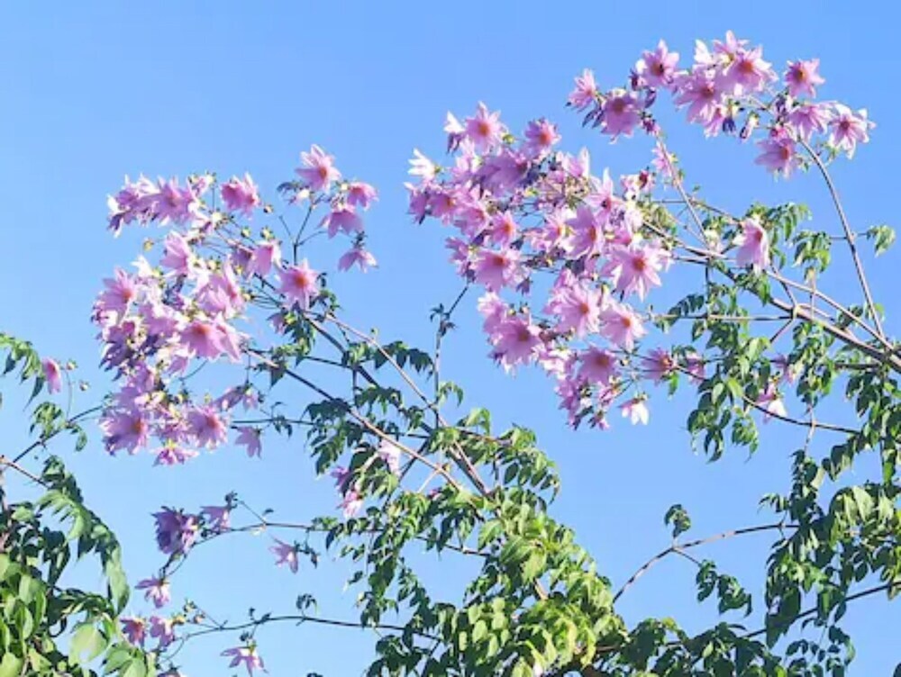 Раникхет: Goroomgo Lalit Homestay Almora