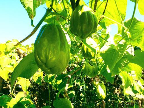 Дарджилинг: Suma Aavaas Farm And Homestay