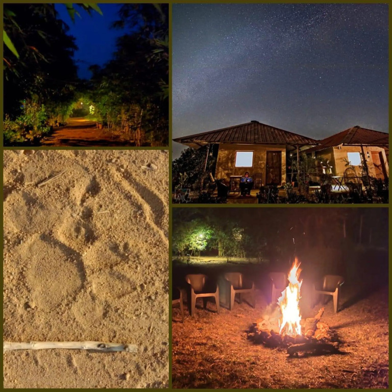 Бхамдели: Tadoba Safari Stay Nature's Sprout