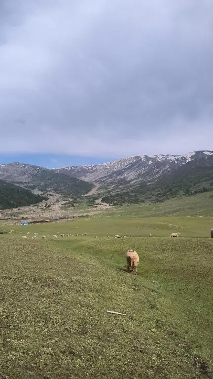 Гульмарг: Hotel Gulmarg House