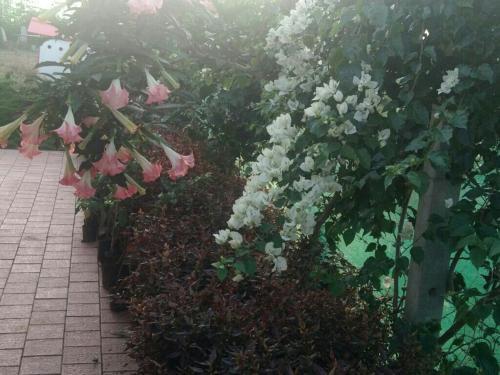 Шиккамагалуру: Bougainvillea Homestay