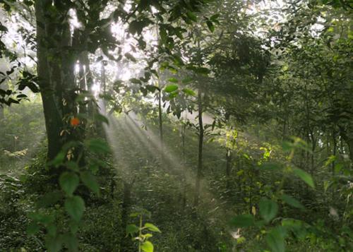 Султан-Батери: Verdure Plantation Resort