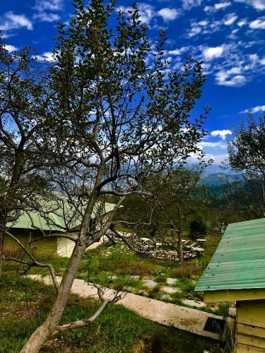 Куфри: Apple Farms Kufri