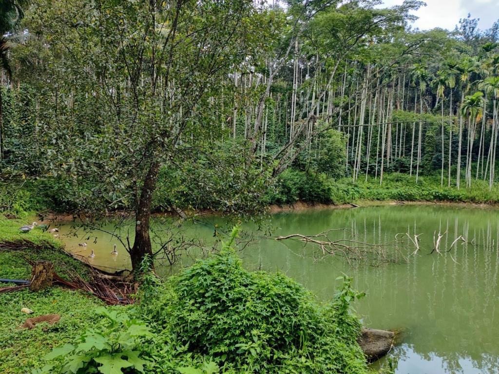 Кушалнагар: Avadale Coorg Stag - Groups Not Allowed