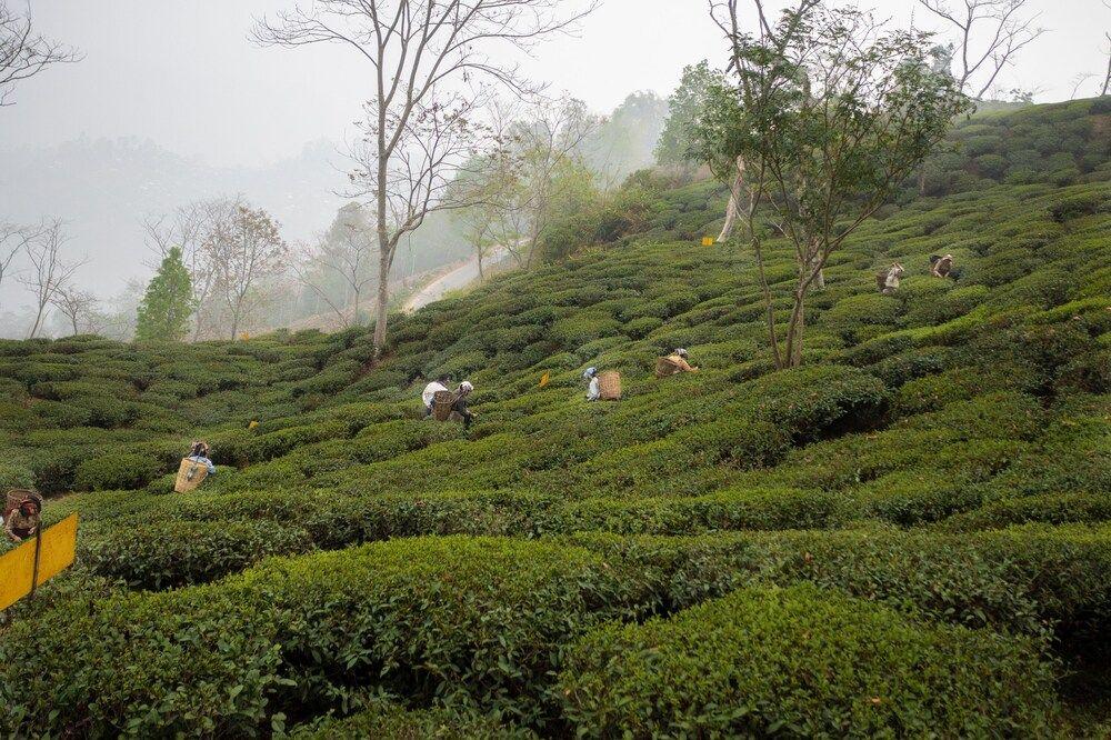 Пеллинг: Amã Stays & Trails Puttabong Cottage, Darjeeling