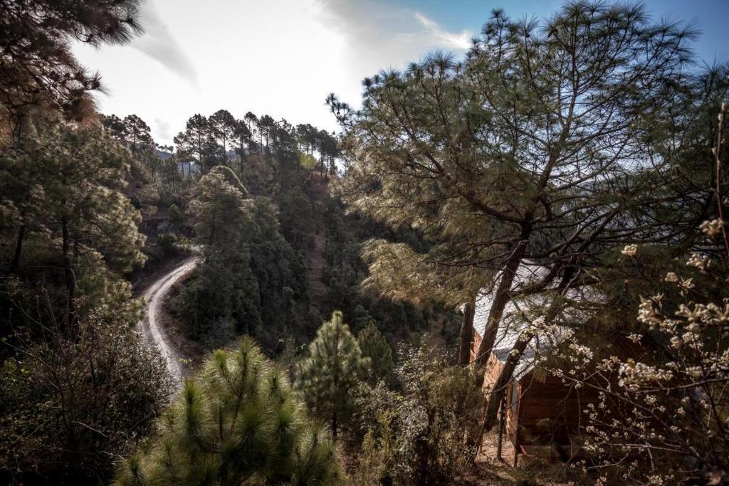 Куфри: Suro Treehouse Resort