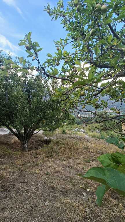 Манали: Cottage Palzey Manali