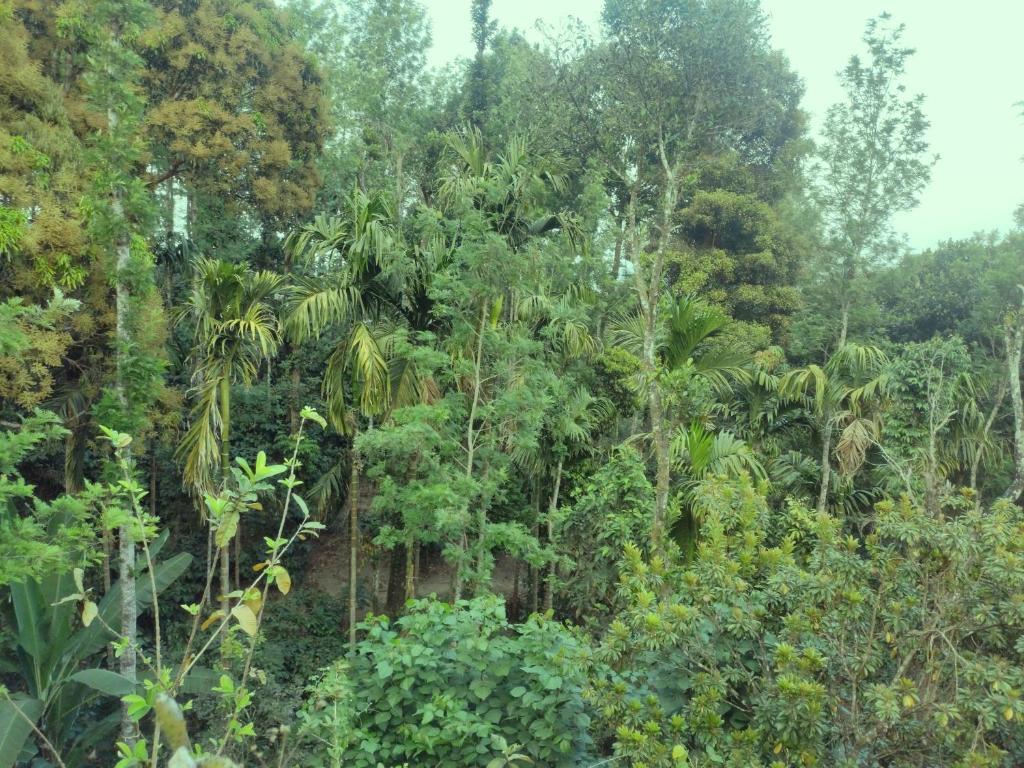 Кушалнагар: Spices Garden Homestay & Plantation Tour