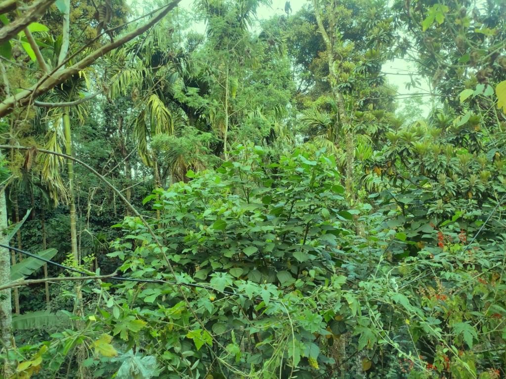 Кушалнагар: Spices Garden Homestay & Plantation Tour