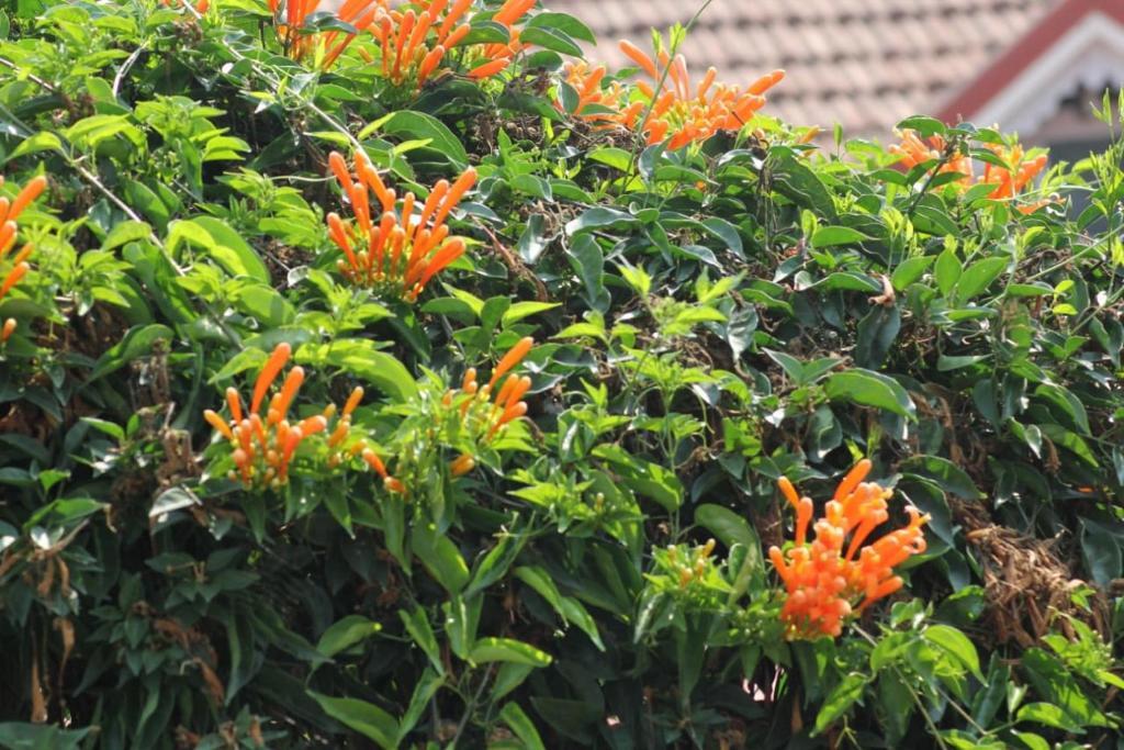 Кушалнагар: The Bat N Ball Homestay - The Rovis Estate by Uthappa, Suntikoppa ,Coorg