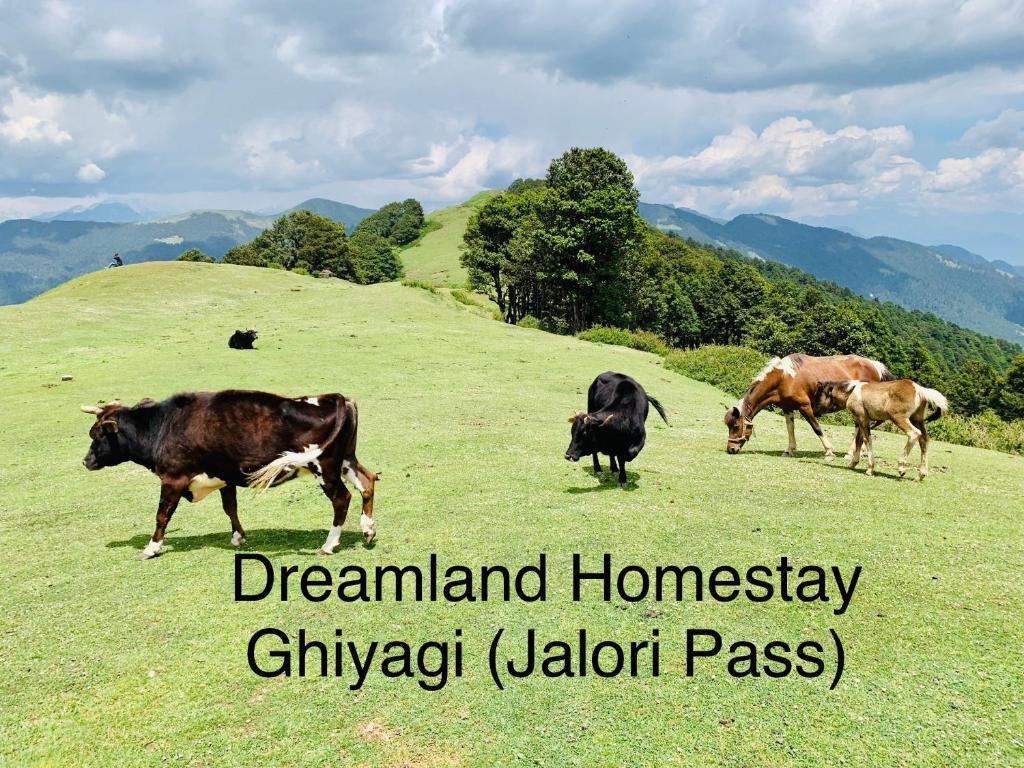 Банджар: Dreamland Home Stay (Jalori Pass)