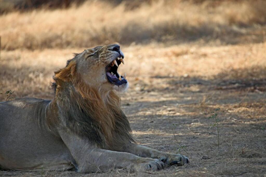 Мумбаи: Club Mahindra Sasan Gir