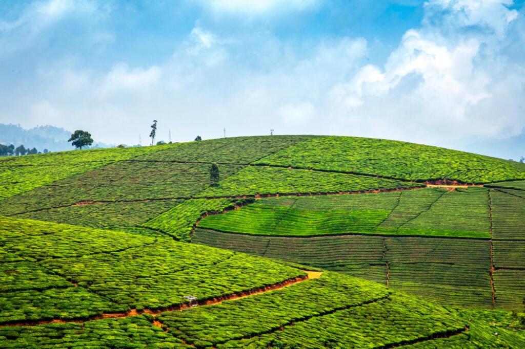 Кунур: Saffronstays Coonoor Aurora Estate