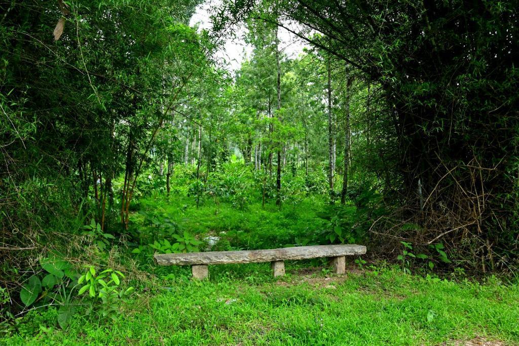 Sakleshpur: Giridarshini Homestay - Pool, Falls, Home Food & Estate