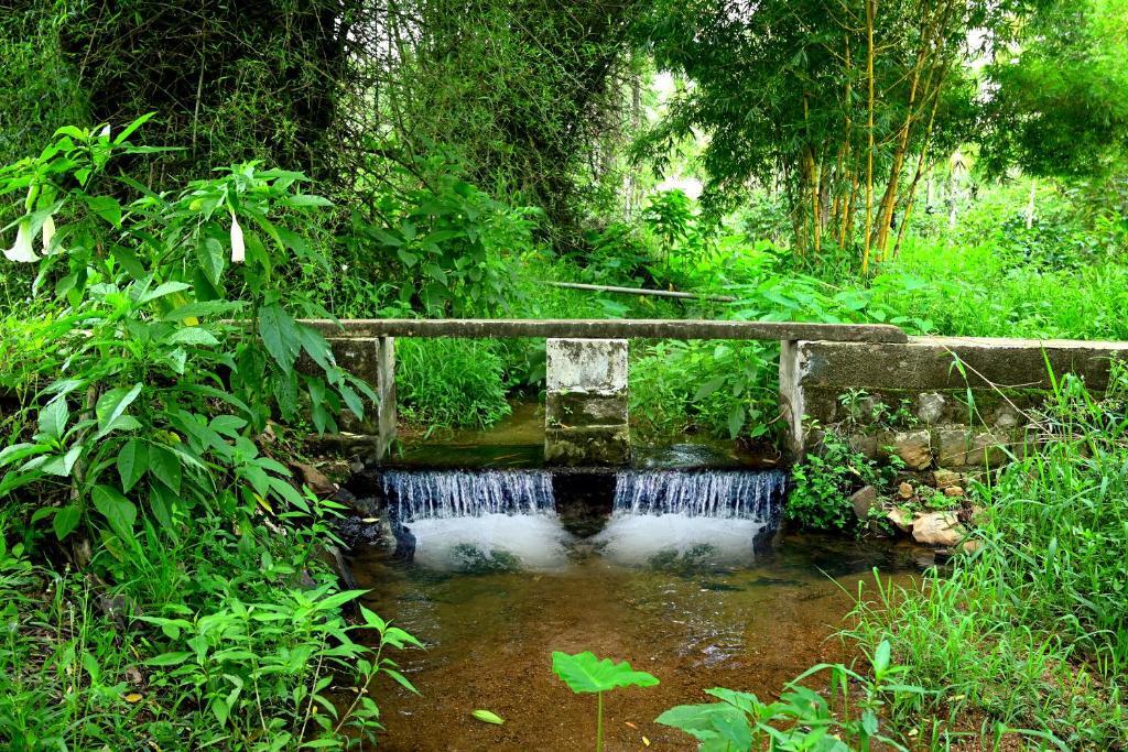 Sakleshpur: Giridarshini Homestay - Pool, Falls, Home Food & Estate