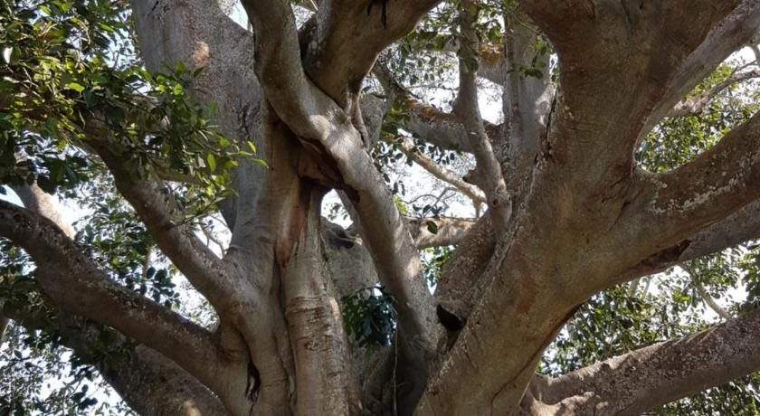 Джорхат: Banyan Grove