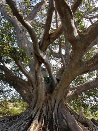 Джорхат: Banyan Grove
