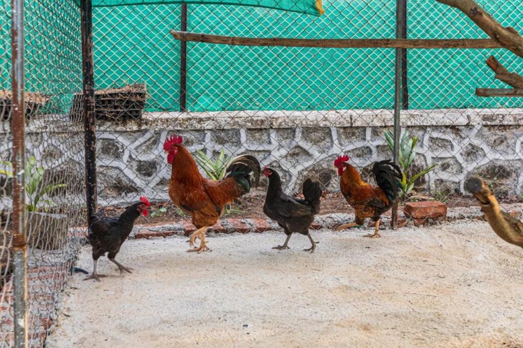 Киим: SaffronStays Serene Retreat, Alibaug