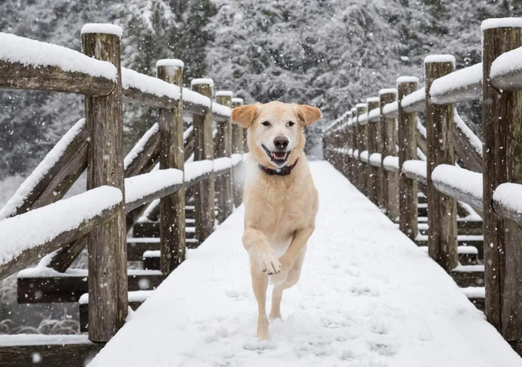 Куфри: Saffronstays Pinecone Cottages - Pet-Friendly Cottages Nestled In Pine And Oak Forest