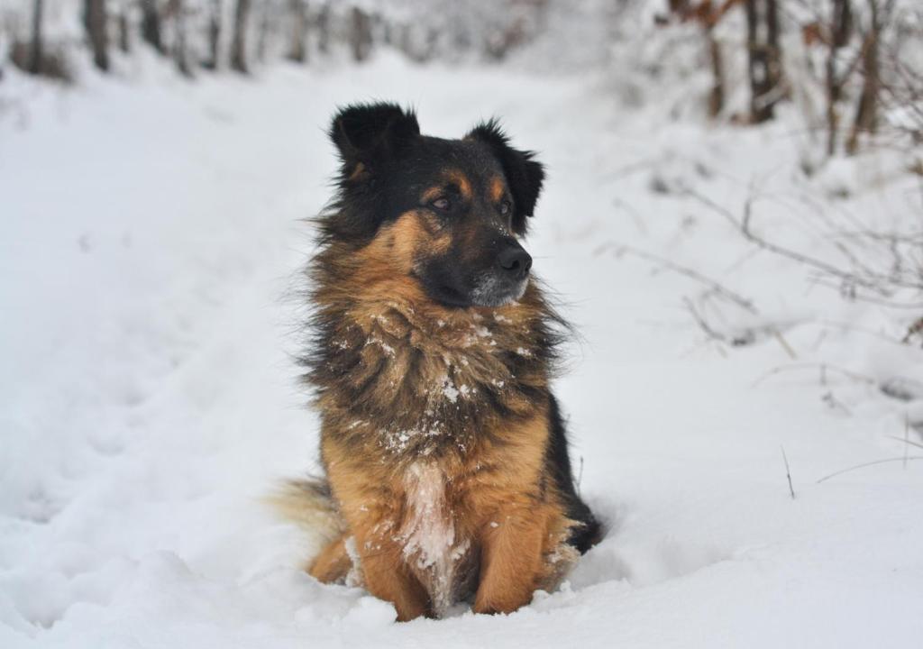 Массури: SaffronStays Wildernest - pet-friendly Swedish home amidst nature