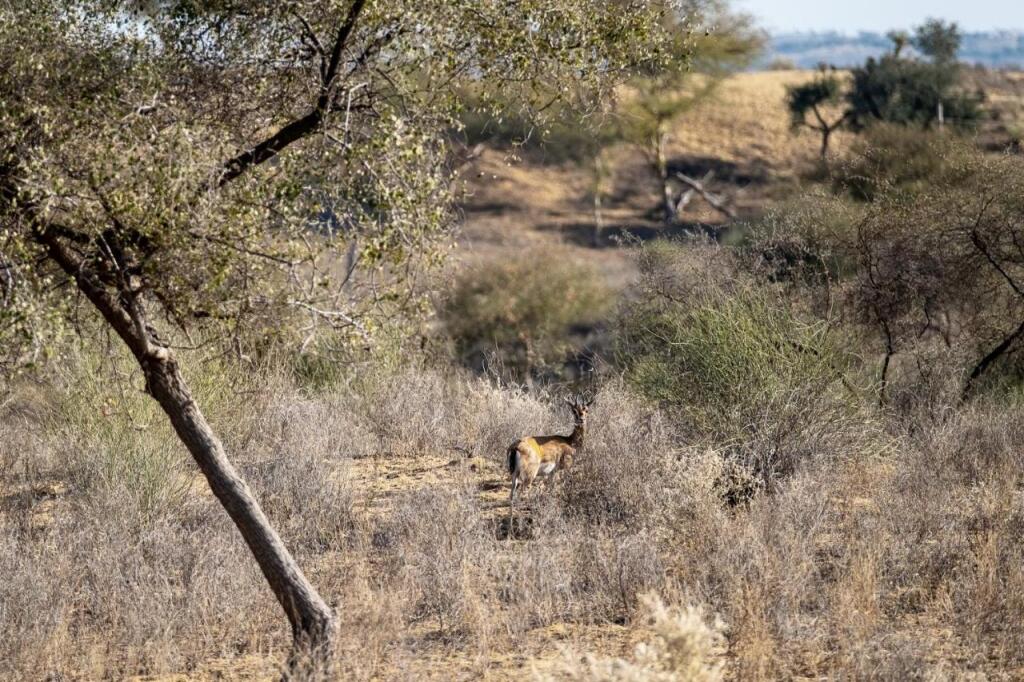 Khiyansaria: Kaner Retreat - India's First Desert Botanical Resort