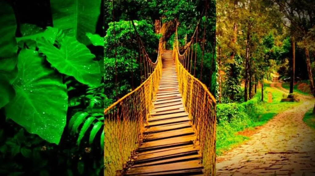 Кушалнагар: Meriyanda Nature Lodge, Coorg