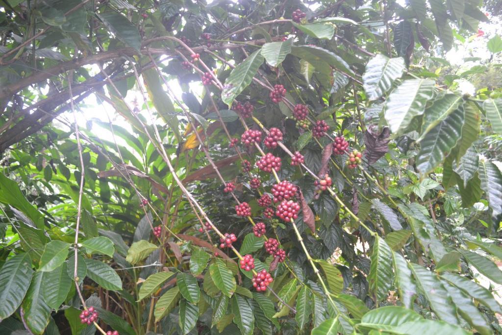 Муннар: Arabian Nights Munnar