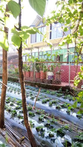 Олд-Махабалешвар: Trupti Cottages Mahabaleshwar