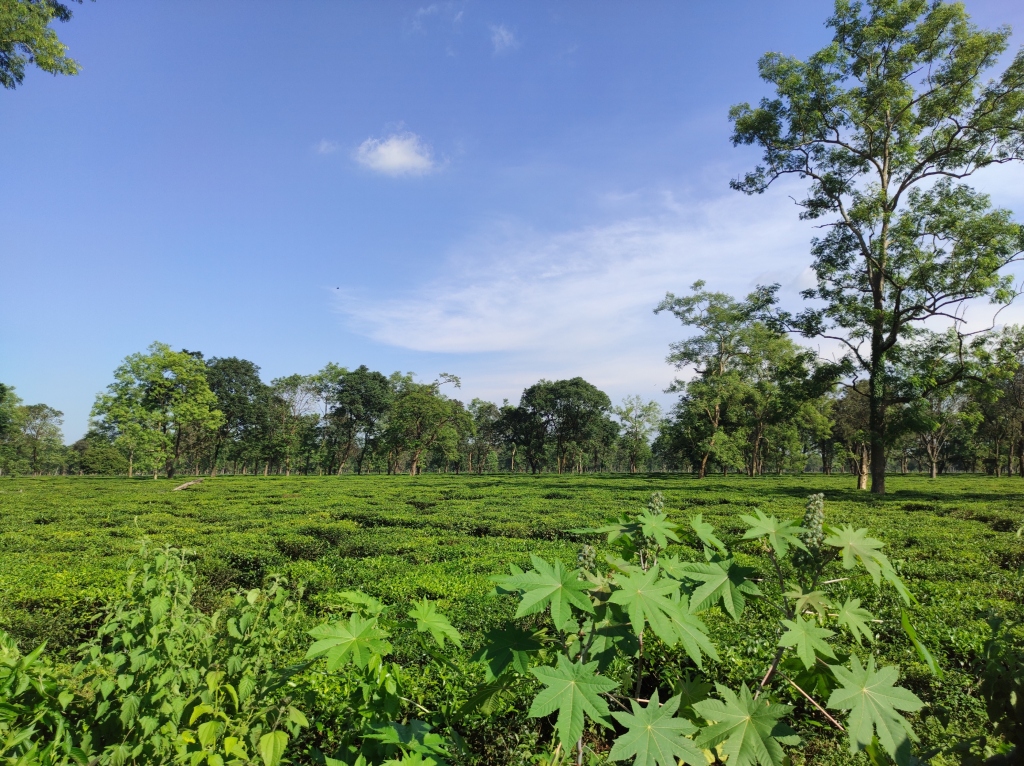 Джиоти Гаон: Homocation Manas Green Homestay