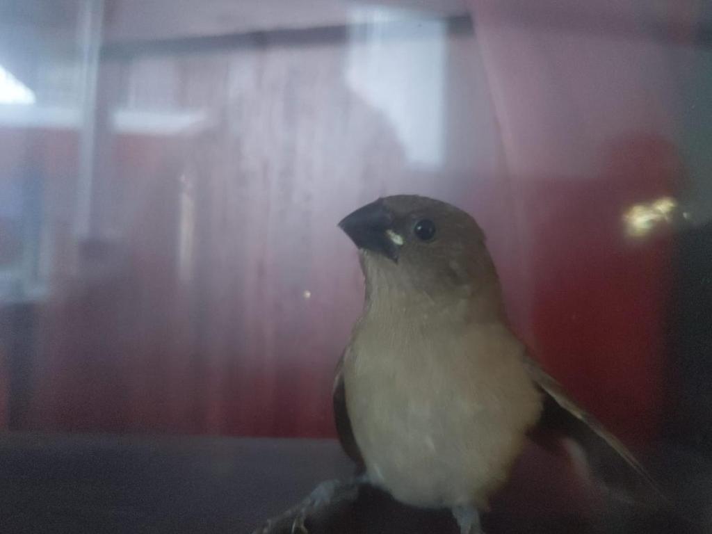 Порт-Блэр: Hotel Pigeons Nest