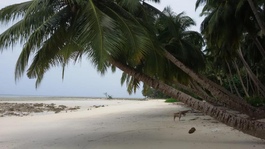 Остров Swaraj Dweep: Shangrilas Beach Resort