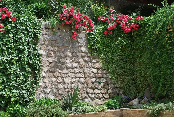 Ялта: Гостевой дом Floral Courtyard
