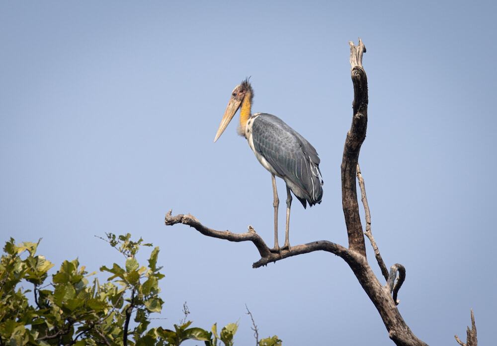 Панпата: The Untamed Bandhavgarh by TUTC