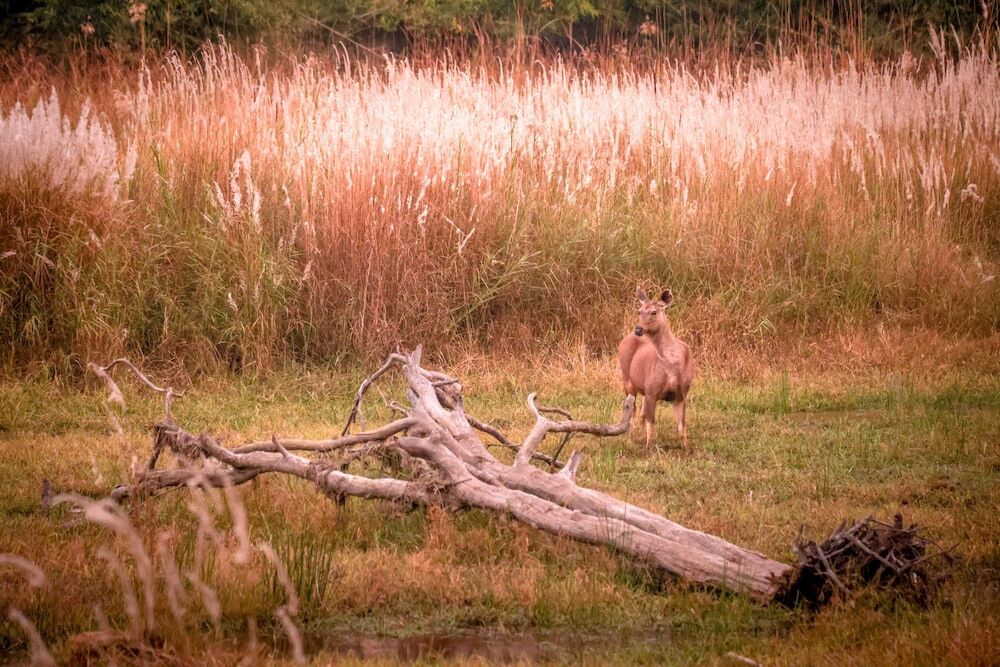 Панпата: The Untamed Bandhavgarh by TUTC