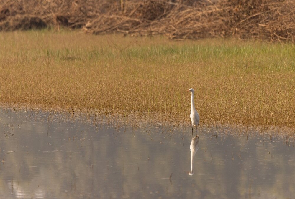 Панпата: The Untamed Bandhavgarh by TUTC
