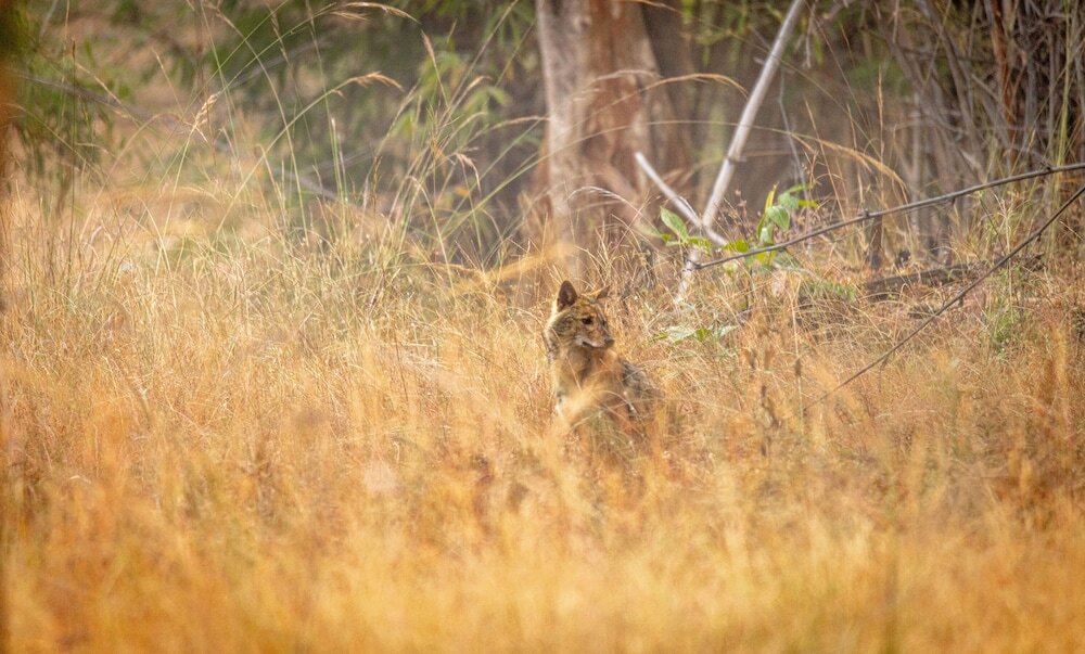 Панпата: The Untamed Bandhavgarh by TUTC