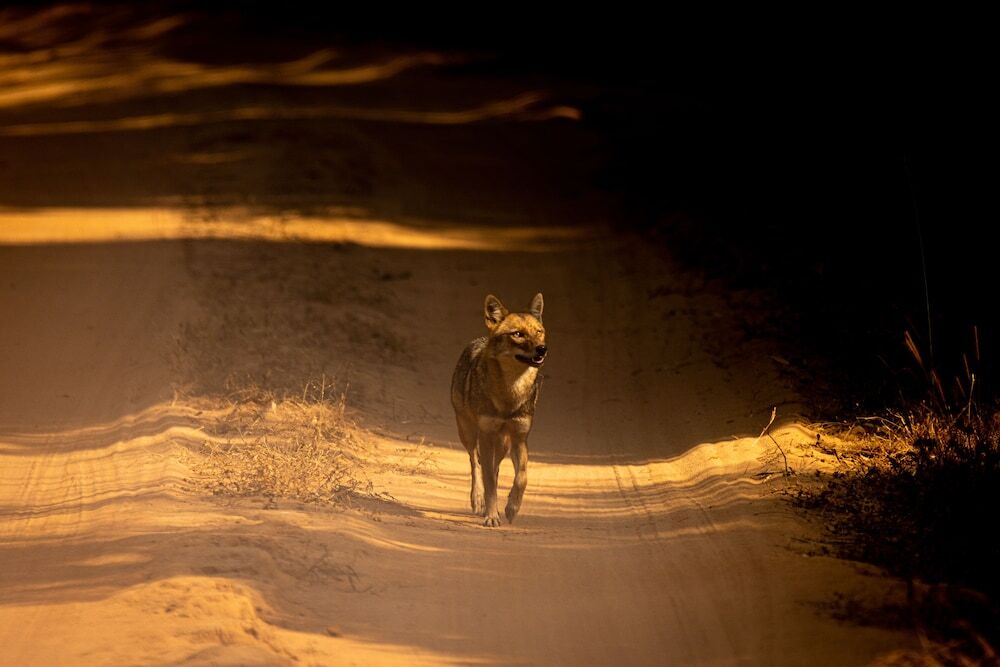 Панпата: The Untamed Bandhavgarh by TUTC