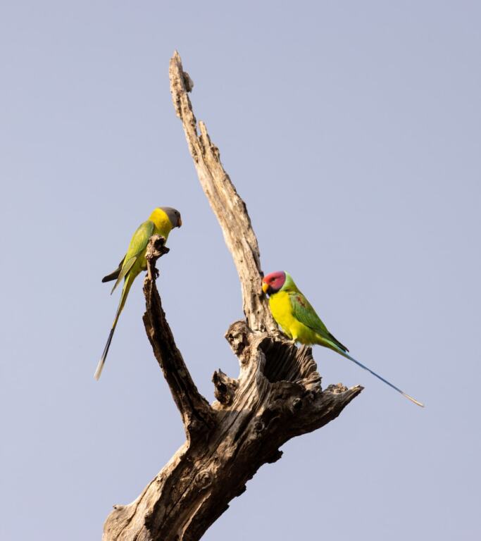 Панпата: The Untamed Bandhavgarh by TUTC