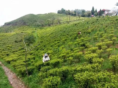 Курсеонг: Vamoosetrail Mahal Diram