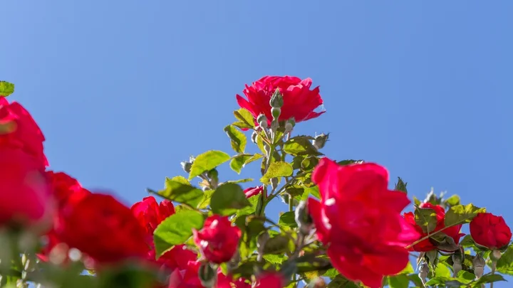Алушта: Гостевой Дом La Rose