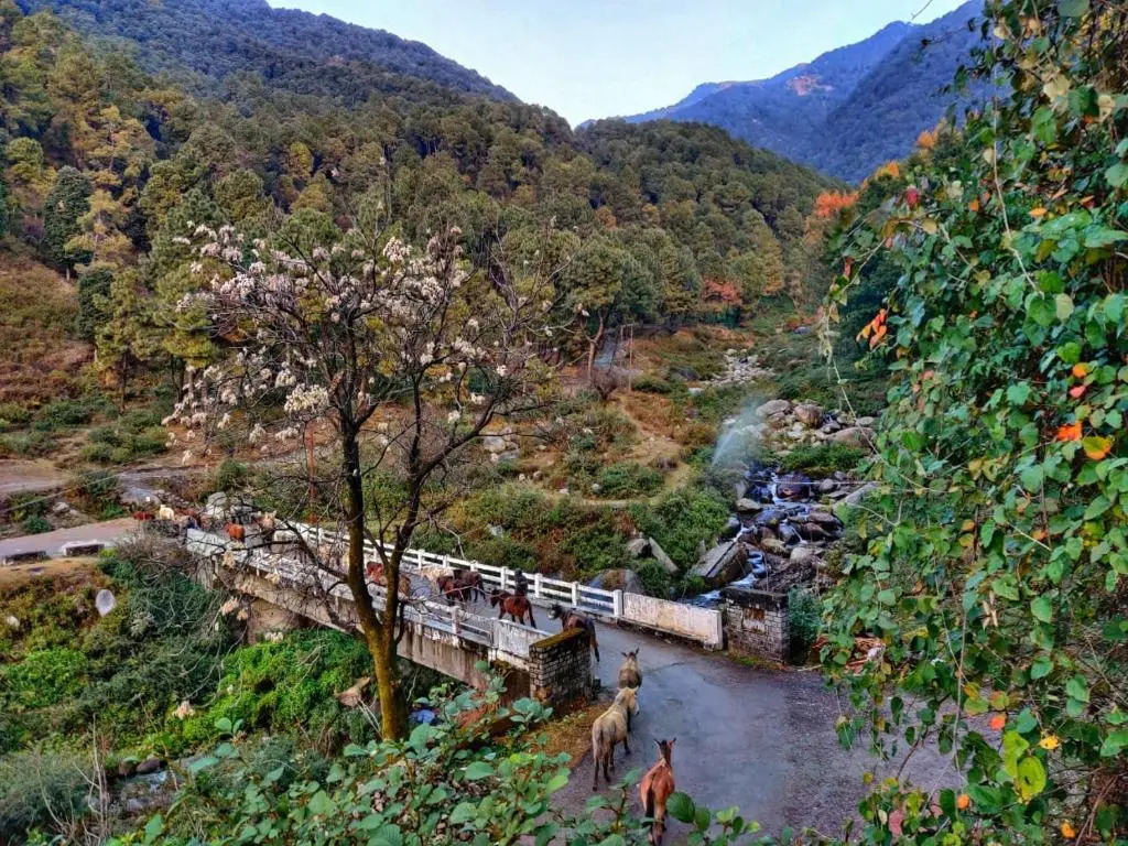 Бир: Monkey Mud Hostel And Camps