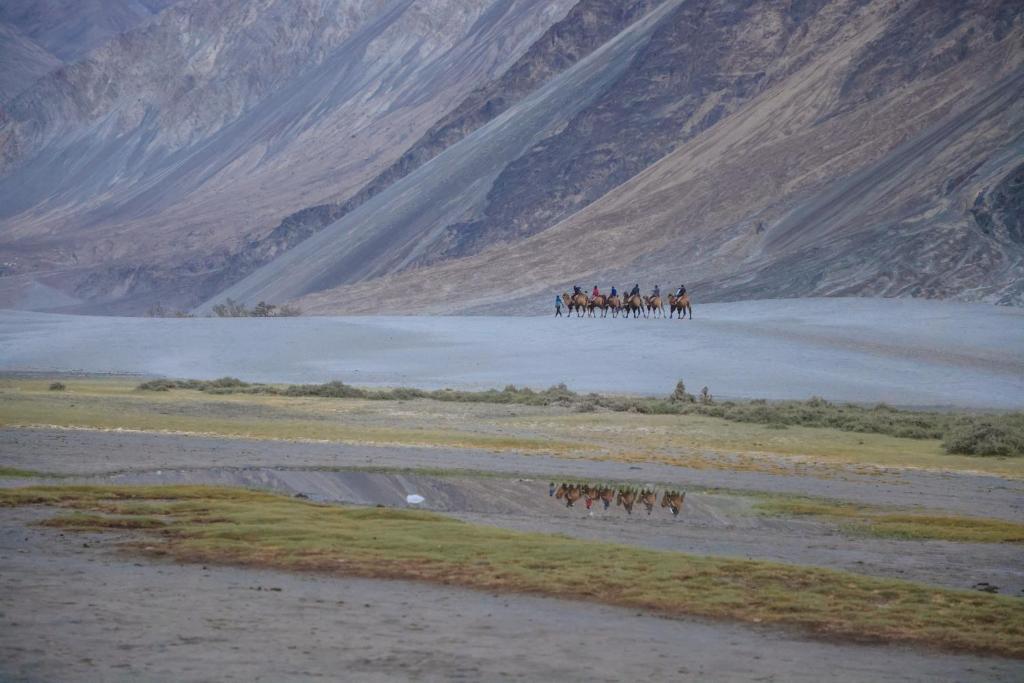 Хундер: Chamba Camp Diskit by TUTC