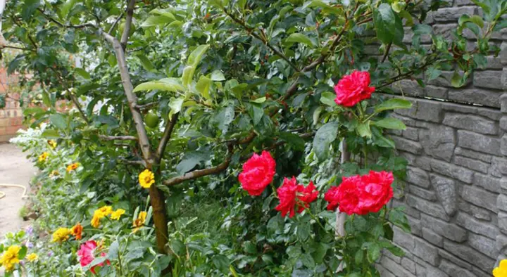 Судак: Guest House u Timura